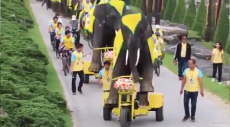 #لا شيء خاص. فقط الفيلة على الدراجات البخارية